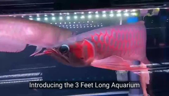 3 Feet Long Aquarium Light RGB with Timer & Dimmer 